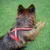 Ferplast Harnais réfléchissante pour chiens avec boucle DAYTONA CROSS P Ferplast Harnais réfléchissante pour chiens avec boucle DAYTONA CROSS P