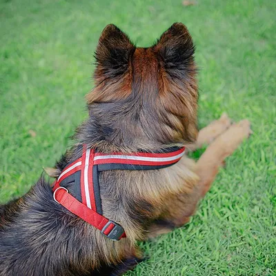 Ferplast Harnais réfléchissante pour chiens avec boucle DAYTONA CROSS P Ferplast Harnais réfléchissante pour chiens avec boucle DAYTONA CROSS P