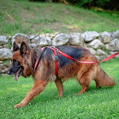 Ferplast Harnais réfléchissante pour chiens avec boucle DAYTONA CROSS P