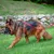 Ferplast Harnais réfléchissante pour chiens avec boucle DAYTONA CROSS P Ferplast Harnais réfléchissante pour chiens avec boucle DAYTONA CROSS P