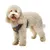 Ferplast Harnais pour chiens en nylon respirant avec NIKITA P