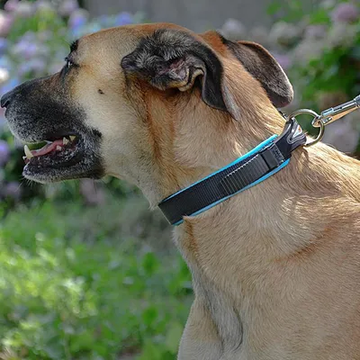 Ferplast Collier pour chiens avec rembourrage souple et ERGOFLUO C Ferplast Collier pour chiens avec rembourrage souple et ERGOFLUO C