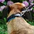 Ferplast Collier pour chiens avec rembourrage souple et ERGOFLUO C Ferplast Collier pour chiens avec rembourrage souple et ERGOFLUO C