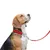 Ferplast Collier semi-étrangleur pour chien avec DAYTONA CSS Ferplast Collier semi-étrangleur pour chien avec DAYTONA CSS