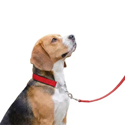 Ferplast Collier semi-étrangleur pour chien avec DAYTONA CSS Ferplast Collier semi-étrangleur pour chien avec DAYTONA CSS