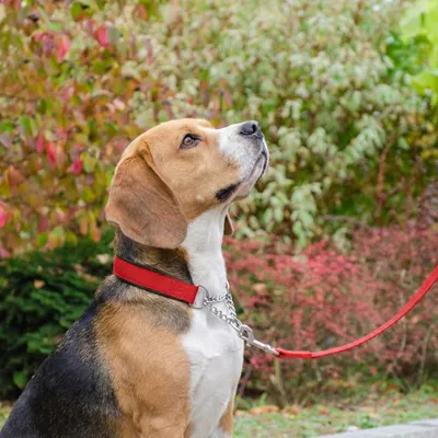 Ferplast Collier semi-étrangleur pour chien avec DAYTONA CSS Ferplast Collier semi-étrangleur pour chien avec DAYTONA CSS