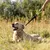 Ferplast Collier pour chien avec un rembourrage doux et une ERGOFLUO C