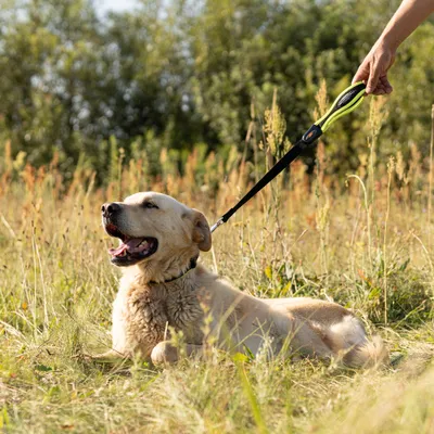Ferplast Collier pour chien avec un rembourrage doux et une ERGOFLUO C
