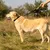 Ferplast Collier pour chien avec un rembourrage doux et une ERGOFLUO C