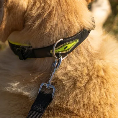 Ferplast Collier pour chien avec un rembourrage doux et une ERGOFLUO C