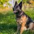Ferplast Collier pour chiens avec rembourrage soft. SPORT DOG C Ferplast Collier pour chiens avec rembourrage soft. SPORT DOG C
