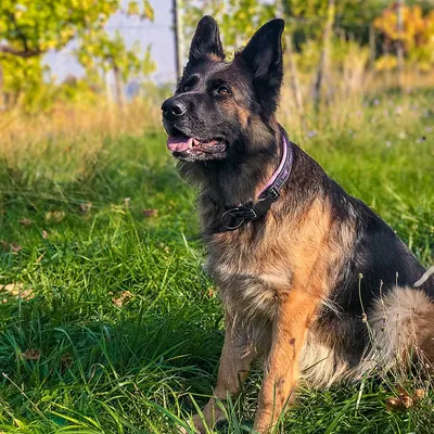 Ferplast Collier pour chiens avec rembourrage soft. SPORT DOG C