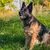 Ferplast Collier pour chiens avec rembourrage soft. SPORT DOG C Ferplast Collier pour chiens avec rembourrage soft. SPORT DOG C