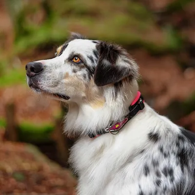 Ferplast Hundehalsband mit weicher Polsterung und ERGOFLUO C