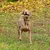 Ferplast Collier pour chiens avec rembourrage moelleux et ERGOFLUO C Ferplast Collier pour chiens avec rembourrage moelleux et ERGOFLUO C