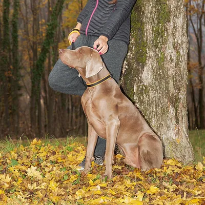 Ferplast Collier pour chiens avec rembourrage moelleux et ERGOFLUO C Ferplast Collier pour chiens avec rembourrage moelleux et ERGOFLUO C