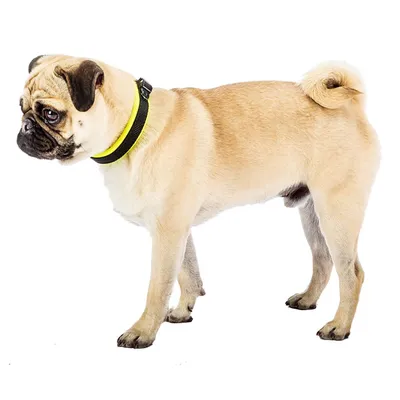 Ferplast Collier pour chiens avec rembourrage moelleux et ERGOFLUO C