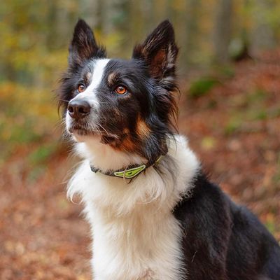 Ferplast Collier pour chiens avec rembourrage moelleux et ERGOFLUO C