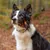 Ferplast Collier pour chiens avec rembourrage moelleux et ERGOFLUO C