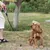 Ferplast Collier pour chiens avec rembourrage moelleux et ERGOFLUO C
