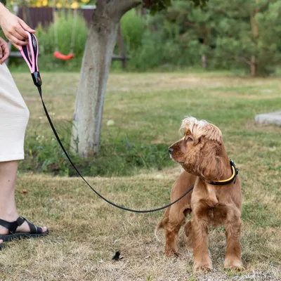 Ferplast Collier pour chiens avec rembourrage moelleux et ERGOFLUO C