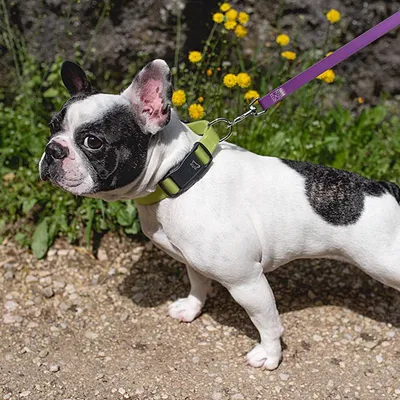 Ferplast Collier en polyester et PVC pour chien avec boucle EVOLUTION C