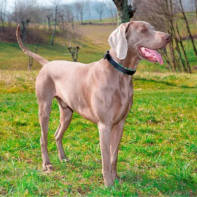 Ferplast Collier à chiens avec un rembourrage moelleux et DAYTONA FANTASY Ferplast Collier à chiens avec un rembourrage moelleux et DAYTONA FANTASY