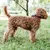 Ferplast Collier pour chiens avec rembourrage souple et ERGOFLUO C Ferplast Collier pour chiens avec rembourrage souple et ERGOFLUO C