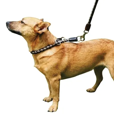 Ferplast Collier semi-étrangleur en cordon nylon tressé. TWIST CS Ferplast Collier semi-étrangleur en cordon nylon tressé. TWIST CS
