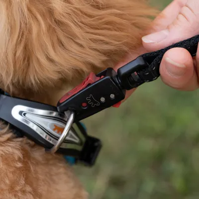 Ferplast Hundehalsband mit weicher Polsterung und ERGOFLUO C