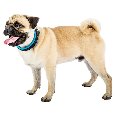 Ferplast Collier pour chiens avec rembourrage souple et ERGOFLUO C