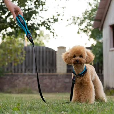 Ferplast Hundehalsband mit weicher Polsterung und ERGOFLUO C