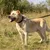 Ferplast Collier pour chiens avec rembourrage souple et ERGOFLUO C