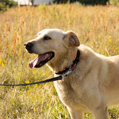 Ferplast Collier pour chiens avec rembourrage souple et ERGOFLUO C