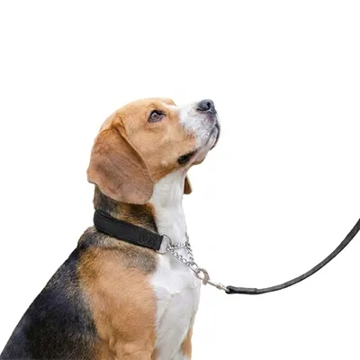 Ferplast Collier semi-étrangleur pour chien avec DAYTONA CSS Ferplast Collier semi-étrangleur pour chien avec DAYTONA CSS