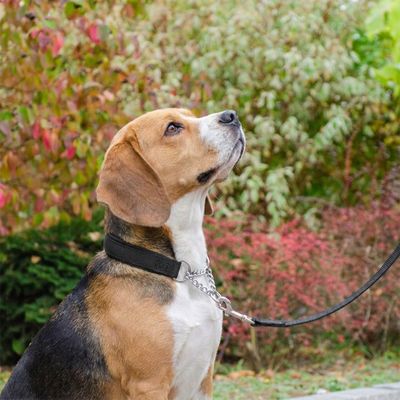 Ferplast Collier semi-étrangleur pour chien avec DAYTONA CSS