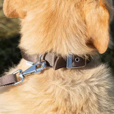 Ferplast Collier en nylon avec rembourrage doux - de DAYTONA C Ferplast Collier en nylon avec rembourrage doux - de DAYTONA C