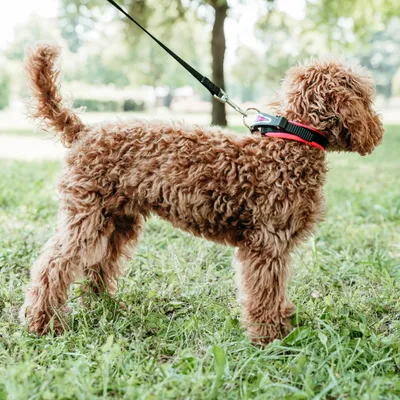 Ferplast Collier pour chiens avec rembourrage moelleux et ERGOFLUO C