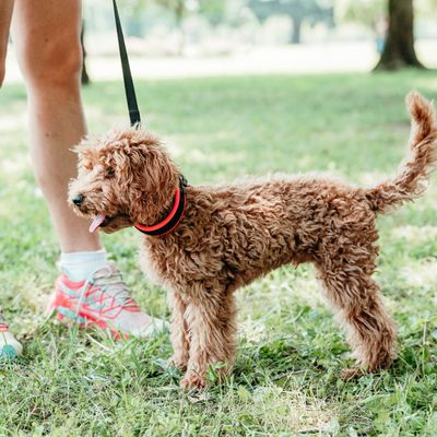 Ferplast Collier pour chiens avec rembourrage moelleux et ERGOFLUO C