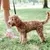 Ferplast Collier pour chiens avec rembourrage moelleux et ERGOFLUO C