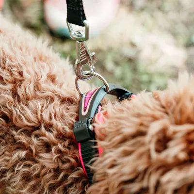 Ferplast Collier pour chiens avec rembourrage moelleux et ERGOFLUO C