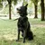 Ferplast Collier pour chiens avec rembourrage moelleux et ERGOFLUO C Ferplast Collier pour chiens avec rembourrage moelleux et ERGOFLUO C