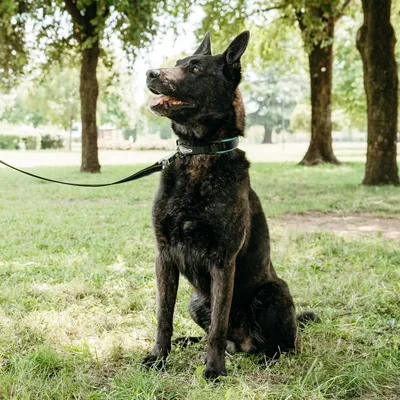Ferplast Collier pour chiens avec rembourrage moelleux et ERGOFLUO C Ferplast Collier pour chiens avec rembourrage moelleux et ERGOFLUO C