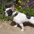 Ferplast Collier en polyester et PVC pour chien avec boucle EVOLUTION C