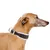 Ferplast Collier rembourré pour lévriers. Tailles variées. ERGOCOMFORT CW Ferplast Collier rembourré pour lévriers. Tailles variées. ERGOCOMFORT CW