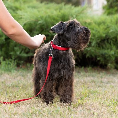 Ferplast Hundehalsband aus Nylon DAYTONA C