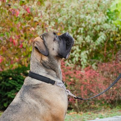 Ferplast Collier semi-étrangleur pour chien avec DAYTONA CSS