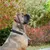 Ferplast Collier semi-étrangleur pour chien avec DAYTONA CSS Ferplast Collier semi-étrangleur pour chien avec DAYTONA CSS