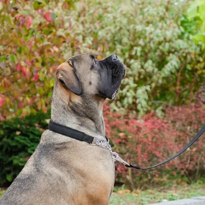 Ferplast Collier semi-étrangleur pour chien avec DAYTONA CSS Ferplast Collier semi-étrangleur pour chien avec DAYTONA CSS