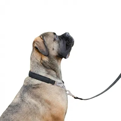 Ferplast Collier semi-étrangleur pour chien avec DAYTONA CSS Ferplast Collier semi-étrangleur pour chien avec DAYTONA CSS